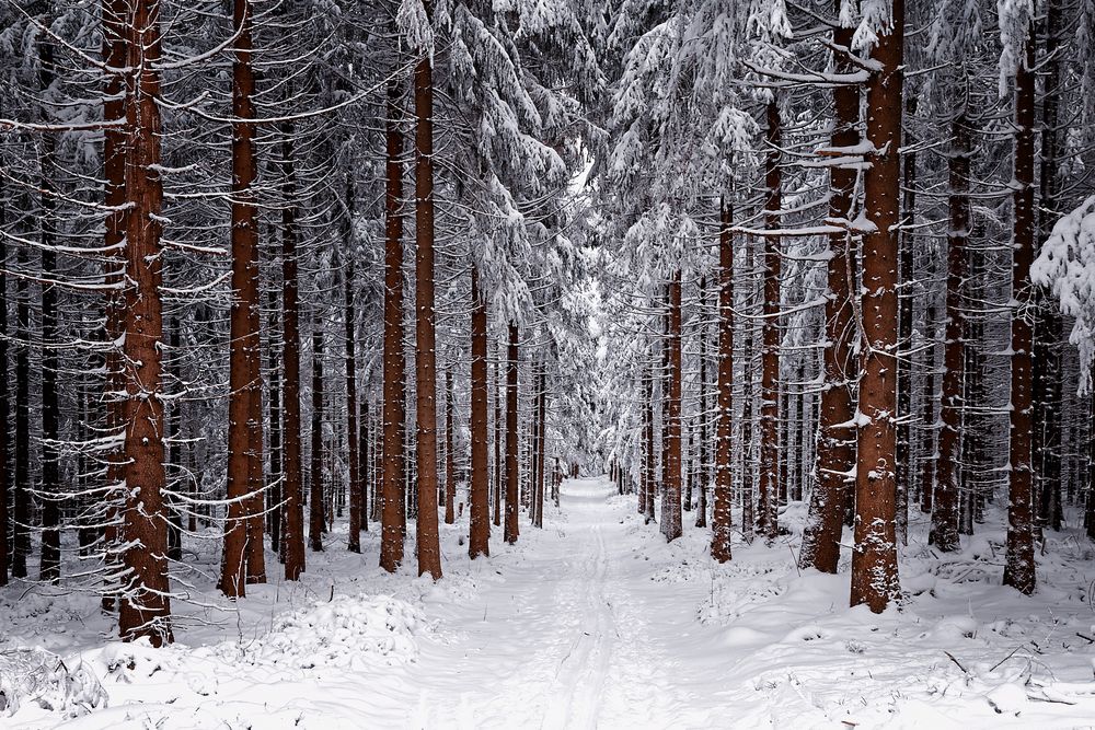 Winterwald Foto & Bild dein bestes foto 2017, fotos, wald Bilder auf