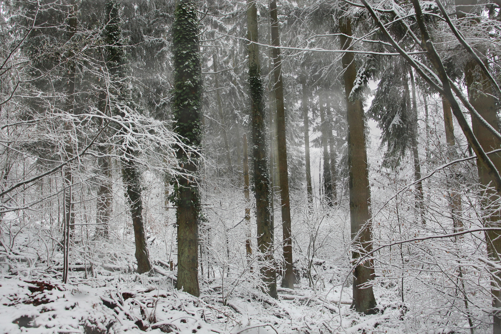 Winterwald