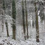 Winterwald