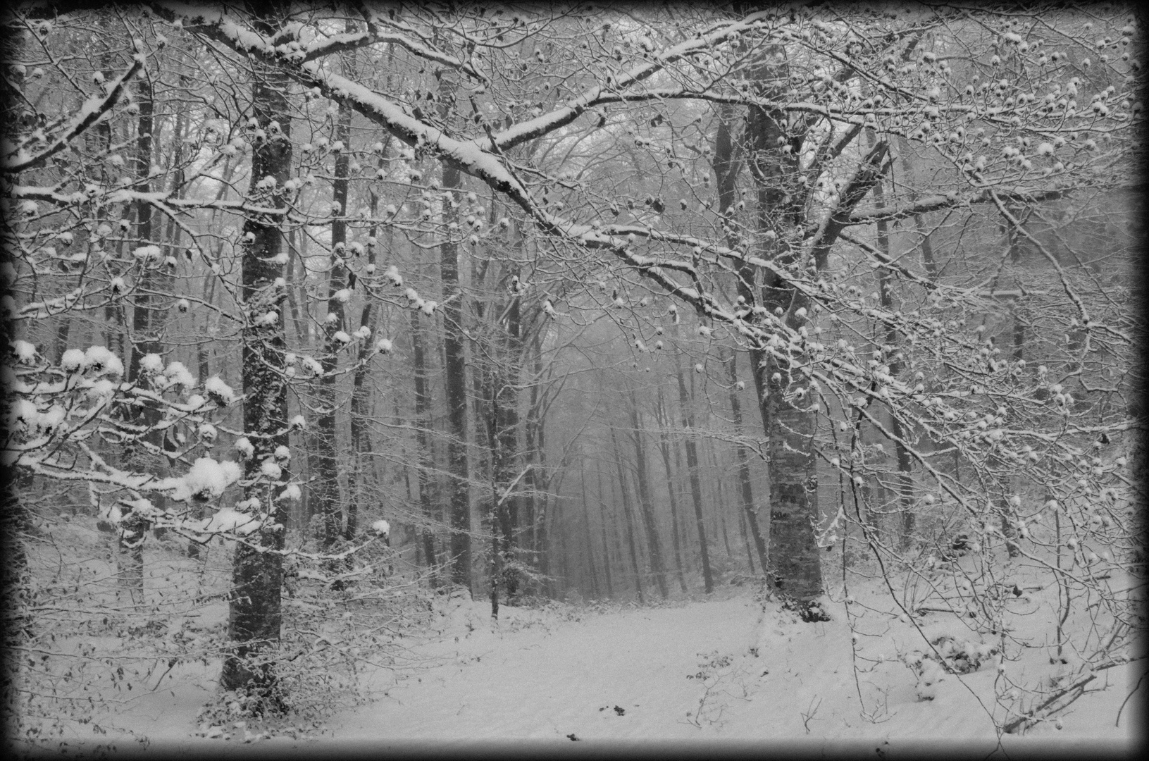 Winterwald 12