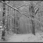 Winterwald 12