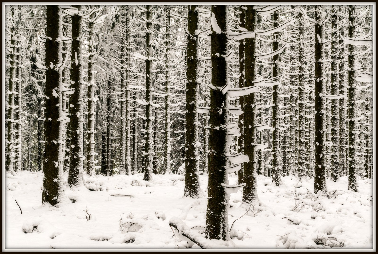 Winterwald...