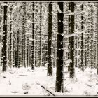 Winterwald...