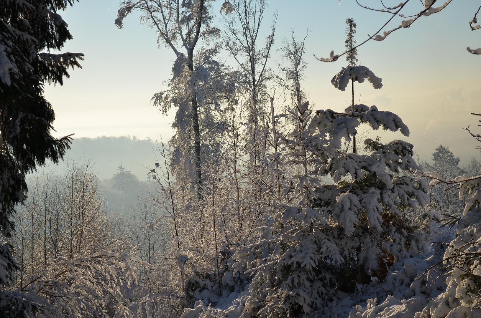 Winterwald