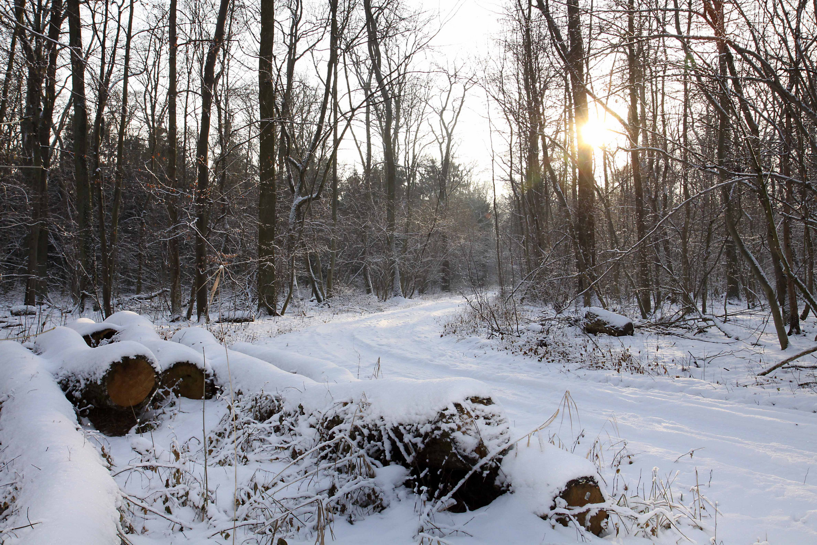 Winterwald