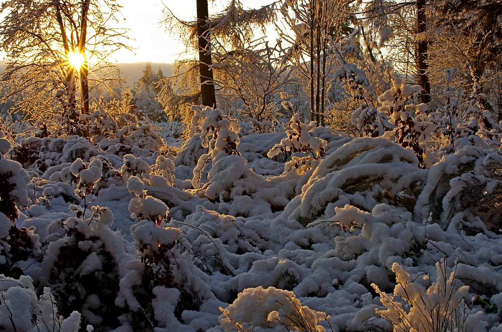 Winterwald 14.12.14