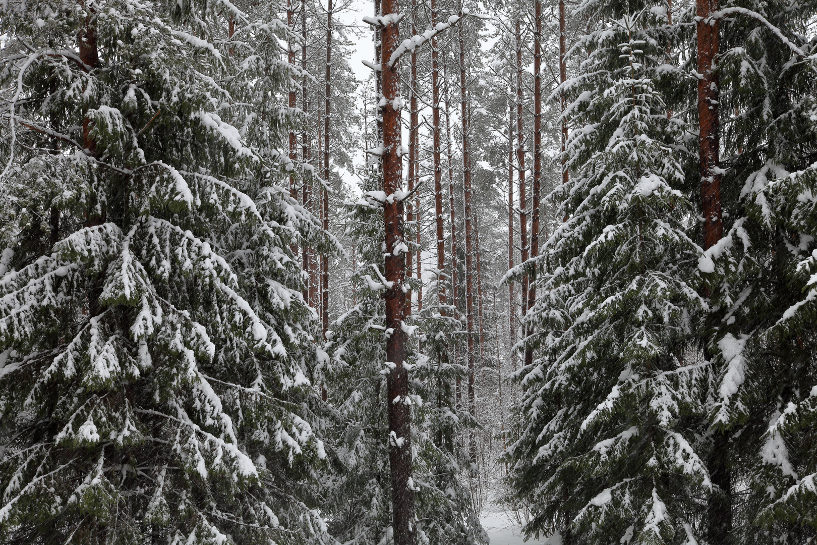 Winterwald