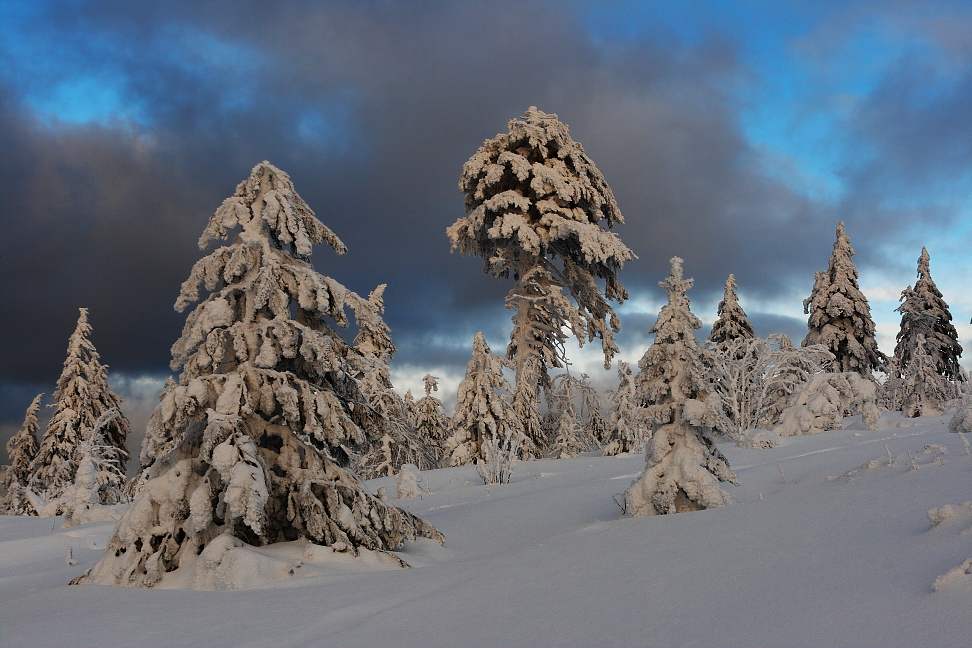 Winterwald