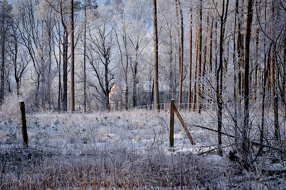 Winterwald