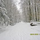 Winterwald