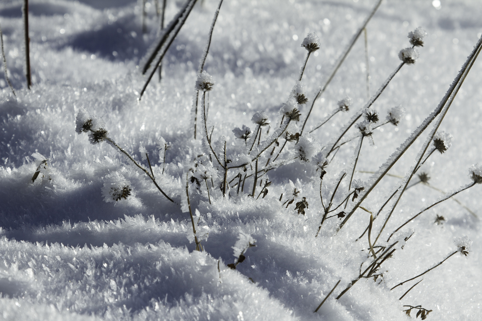 Winterwald 