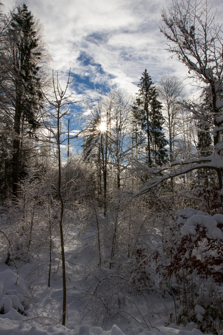 Winterwald