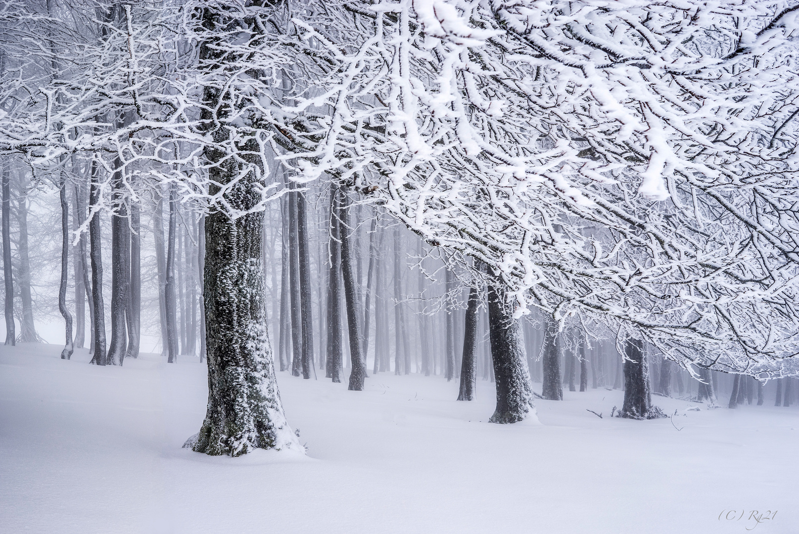 winterwald 