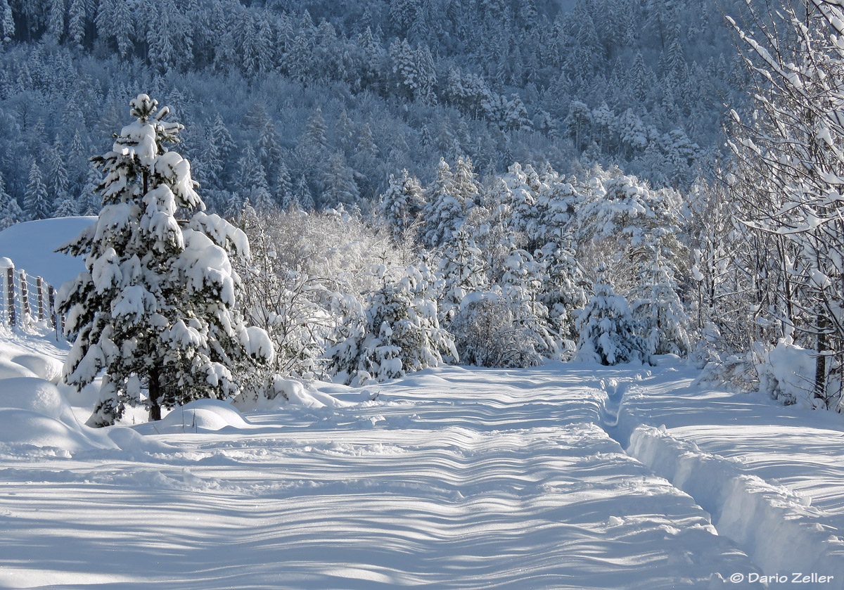 Winterwald