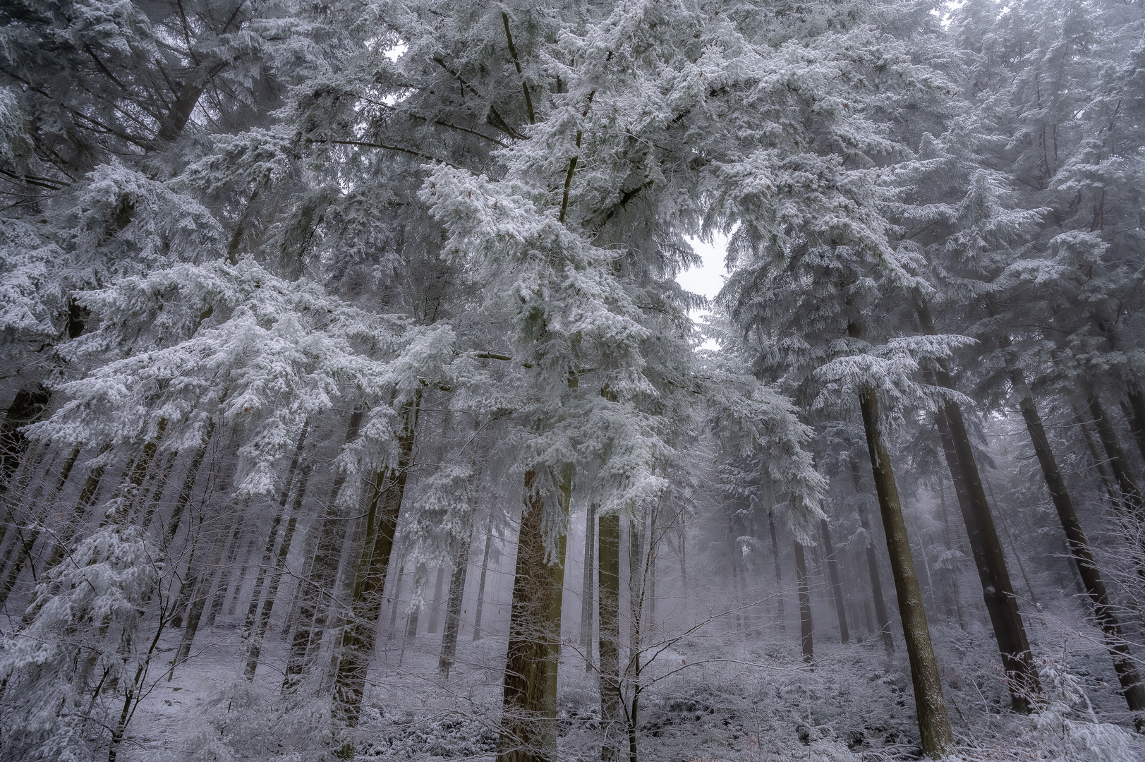 Winterwald