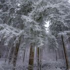 Winterwald