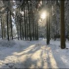 Winterwald