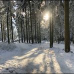 Winterwald