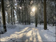 Winterwald