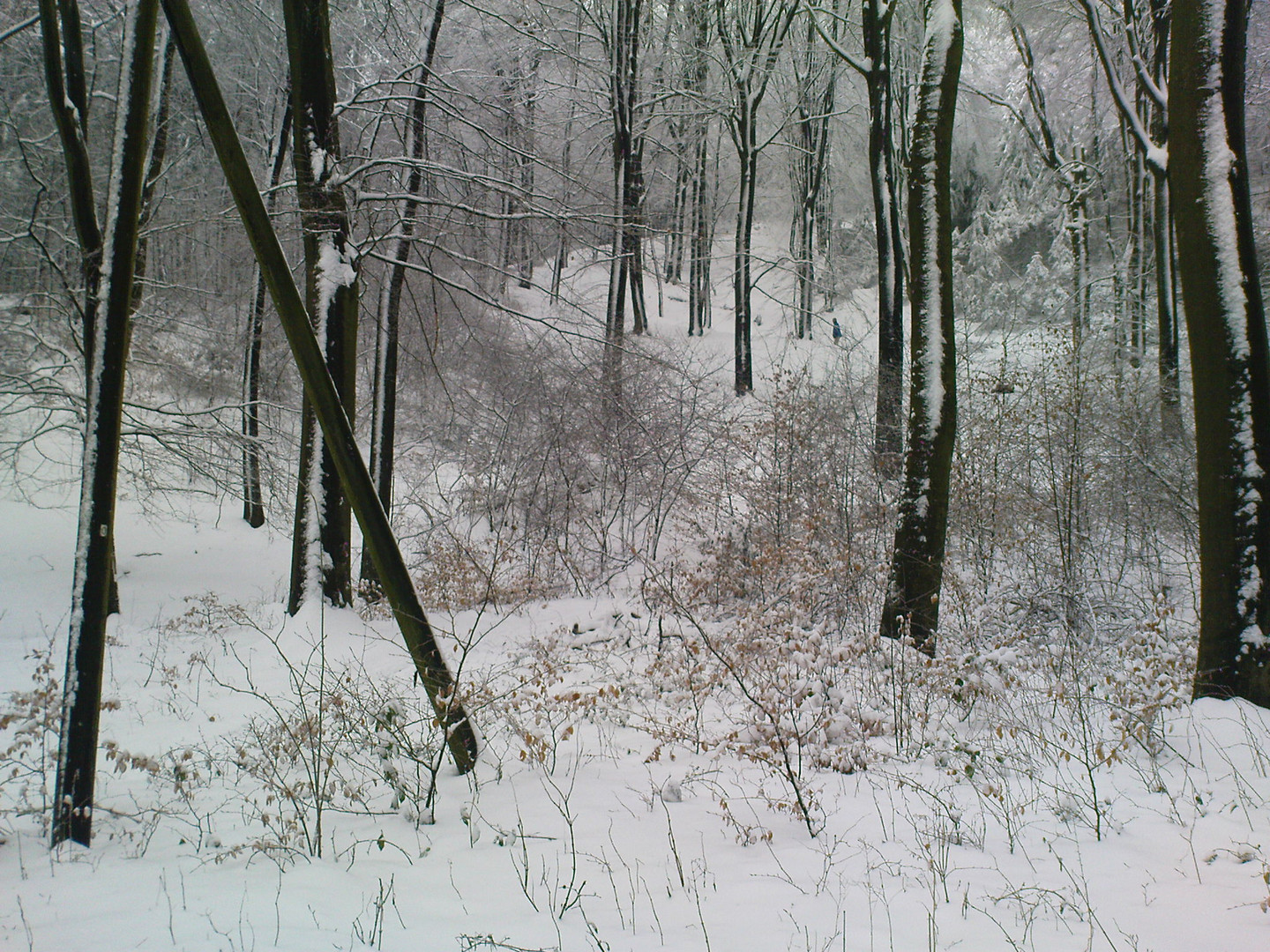 Winterwald