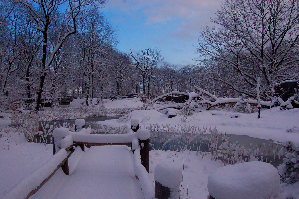 Winterwald