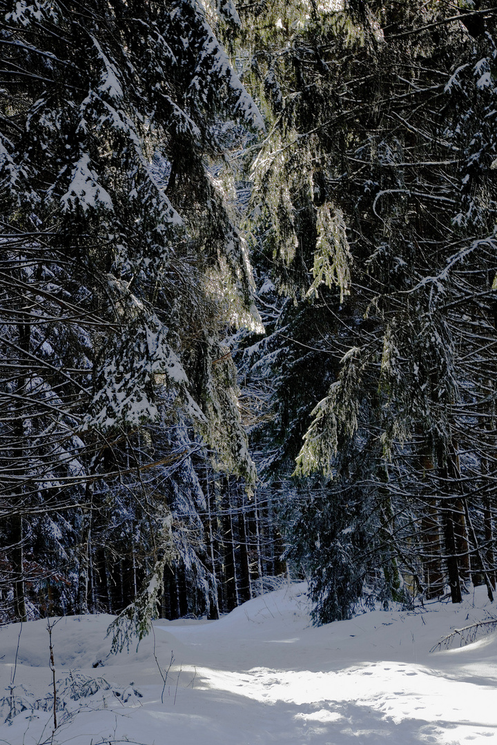 Winterwald