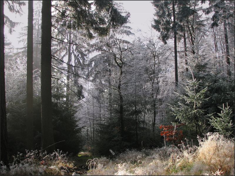 Winterwald