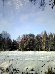 Winterwald...