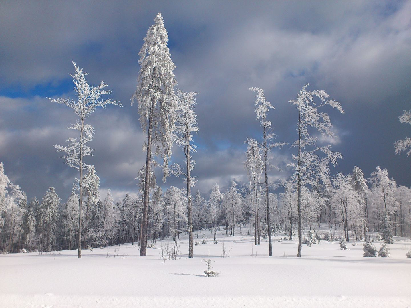 Winterwald