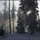 Winterwald