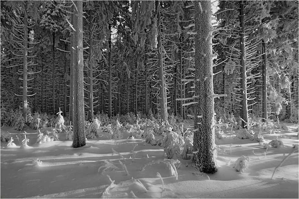 ~ Winterwald ~