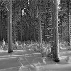 ~ Winterwald ~