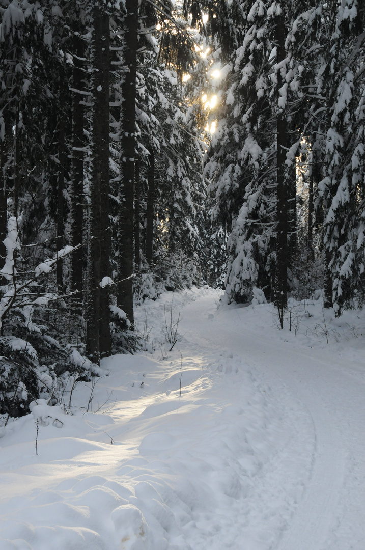 Winterwald 2