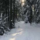 Winterwald 2