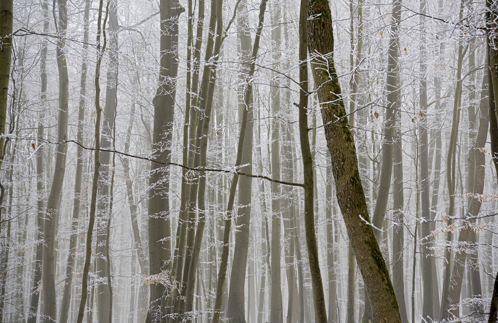 Winterwald 2