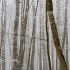 Winterwald 2