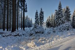 Winterwald 2