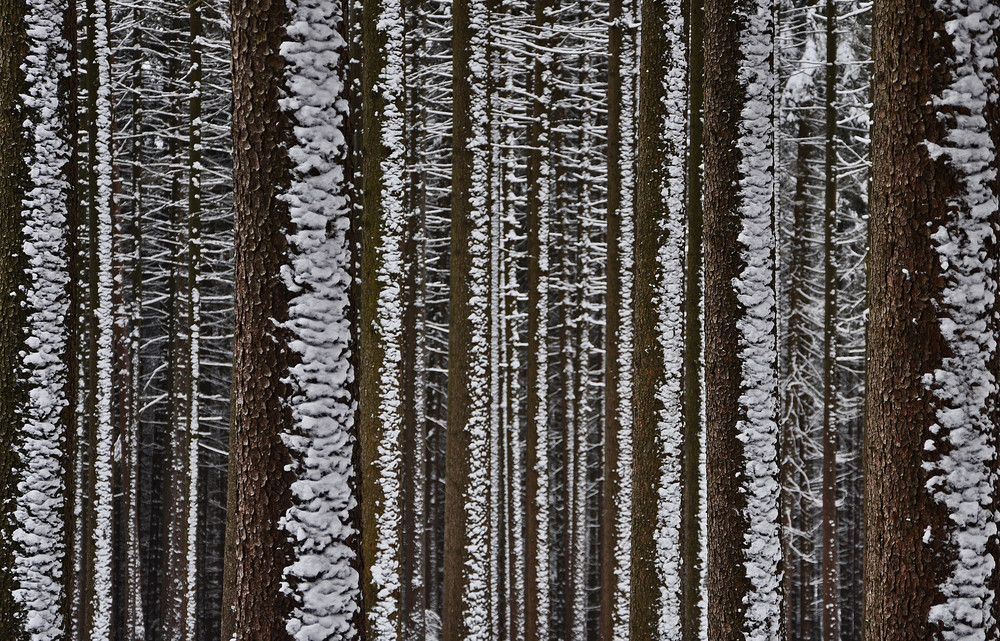 Winterwald # 2