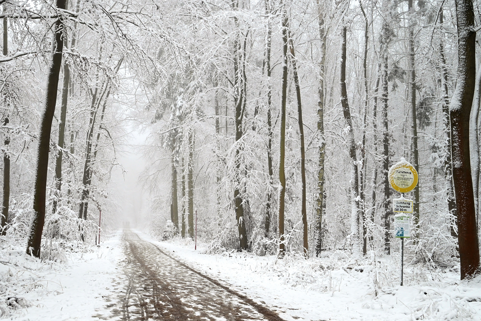 Winterwald (2)