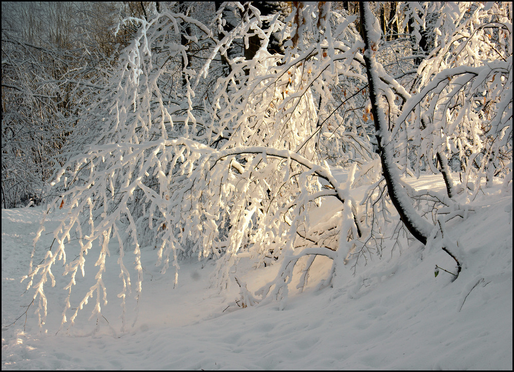 Winterwald 2