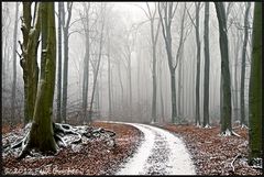 Winterwald (2)