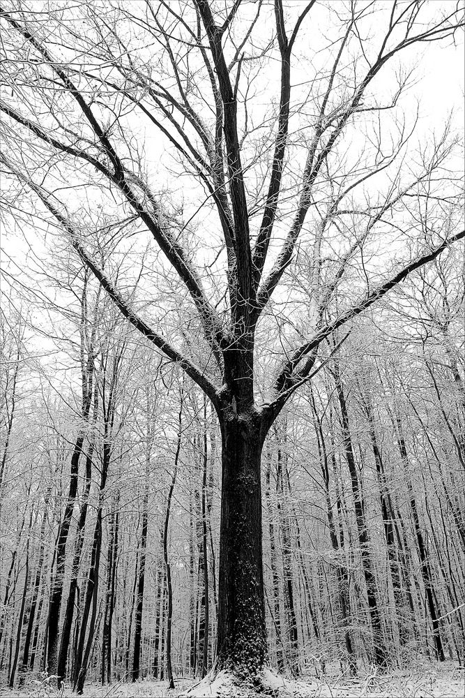 Winterwald #2