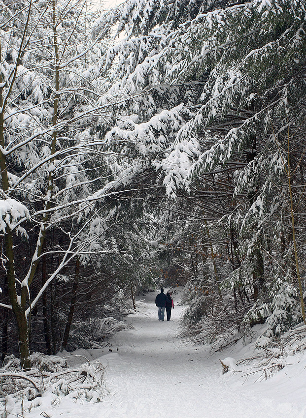 Winterwald 2