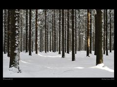 Winterwald [2]