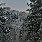 Winterwald 2