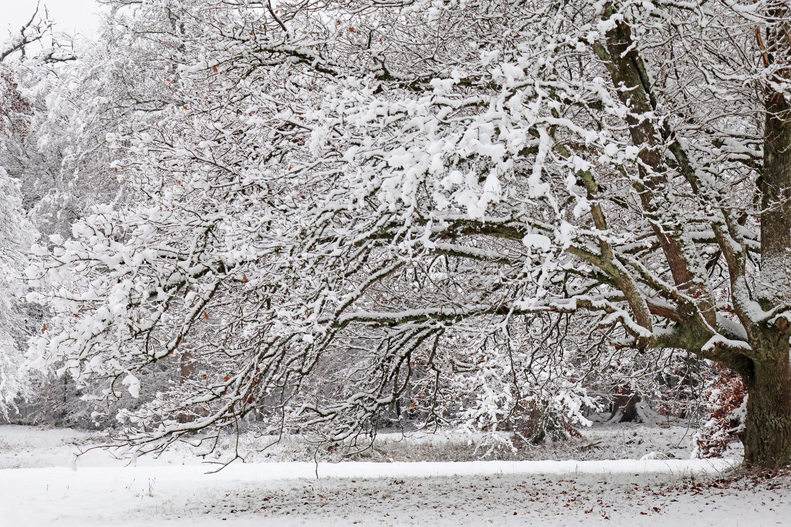 Winterwald 2