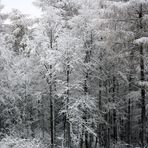 winterwald 2