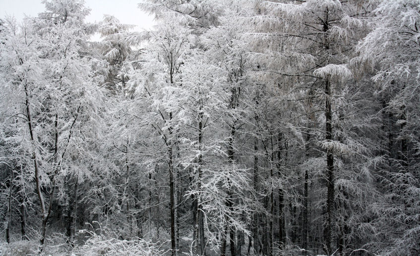 winterwald 2