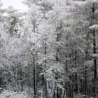 winterwald 2