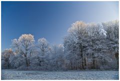 Winterwald 2